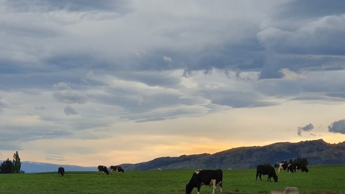 cattle in the sunset