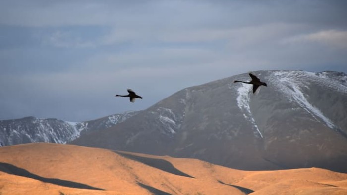 herons in flight